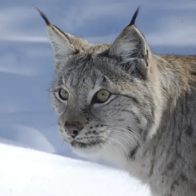 Gaupe (Lynx lynx) i snø