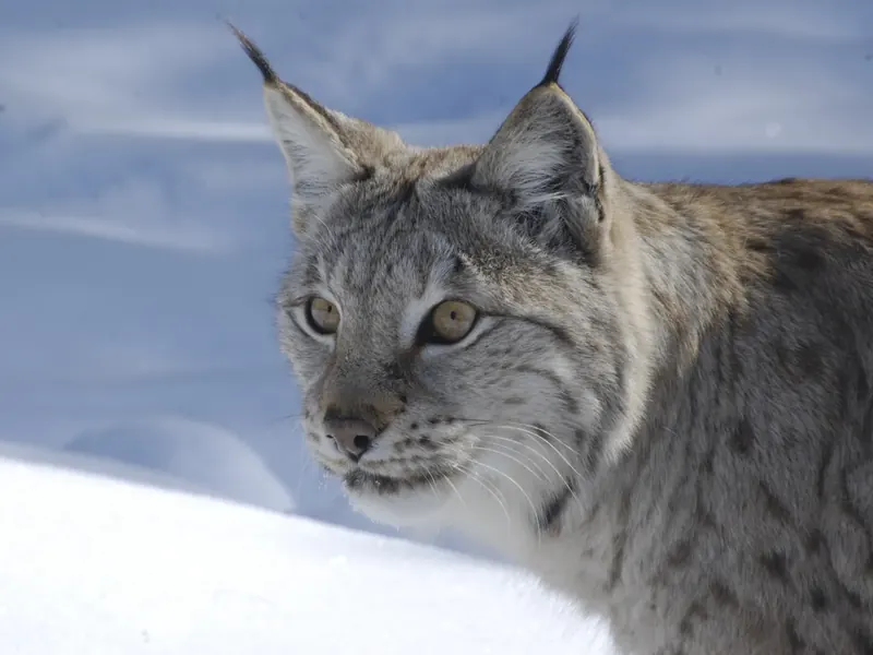 Gaupe (Lynx lynx) i snø